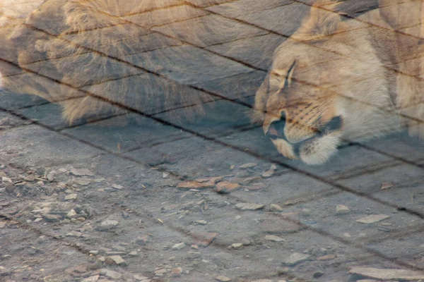 Lioness Zoo Sleeping Ground Glass Large Special Enclosure Nice Photo — Stock Photo, Image