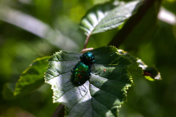 Two shiny beetles on a green leaf of a bush illuminated by the summer sun. Nice macro for a magazine or sites about insects and bugs in nature.