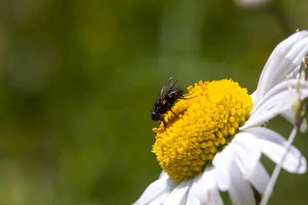 Small Fly Yellow Core Chamomile Flower Illuminated Summer Sun Nice — Photo