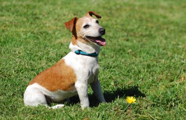 Jack Russell Teriyeri
