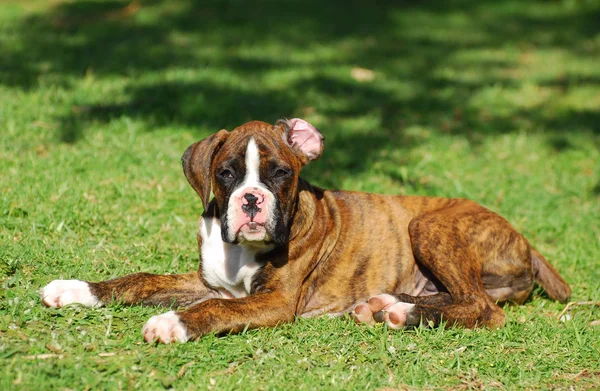 Boxer hond puppy — Stockfoto