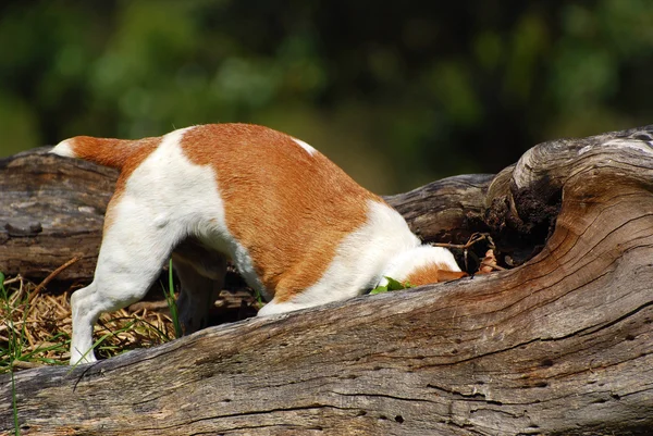 Jack russell pes lov myší — Stock fotografie