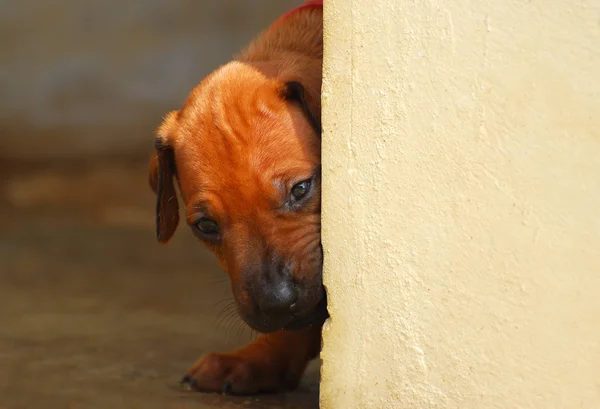 Filhote de cachorro olhando para a esquina — Fotografia de Stock