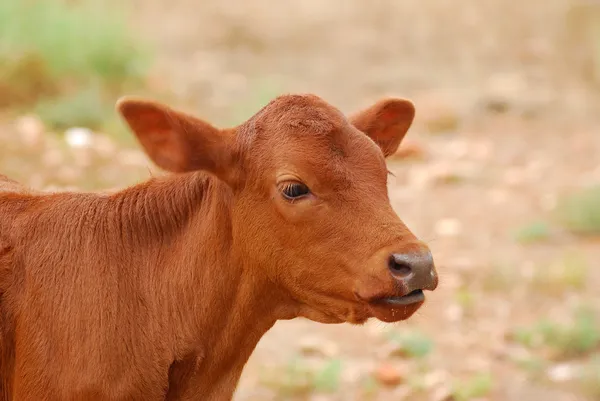 Bezerro bovino de Boran — Fotografia de Stock