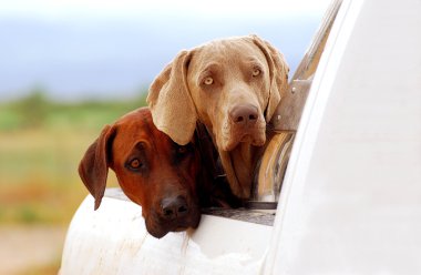Farm dogs on pick-up clipart