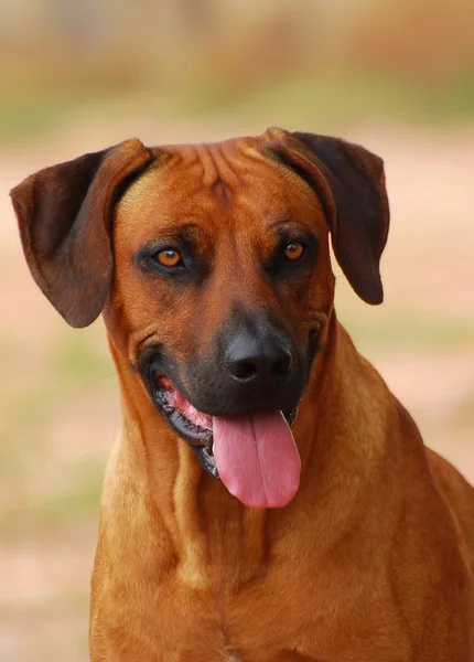 Portrét psa rhodéského ridgebacka — Stock fotografie