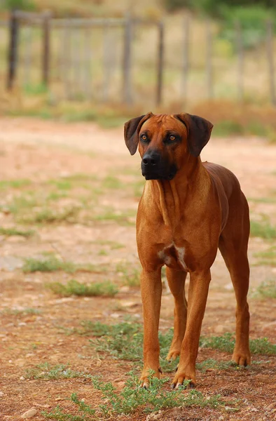 Rhodesian ridgeback op wacht op Afrikaanse boerderij — Stockfoto