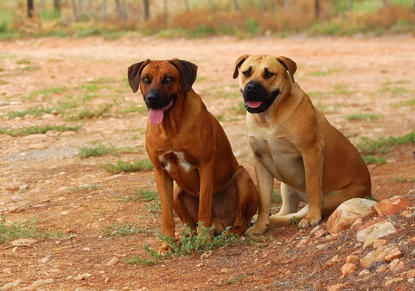 Νότιας Αφρικής αγρόκτημα σκυλιά — Φωτογραφία Αρχείου