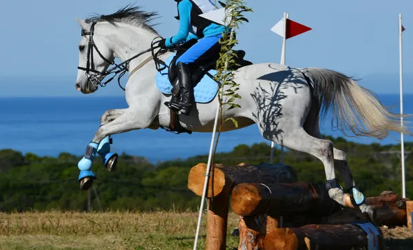 Cross country caballo saltando —  Fotos de Stock