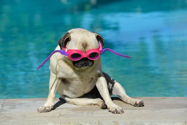 Собака-мопс в очках — стоковое фото