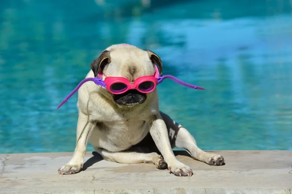 Cane carlino con occhiali — Foto Stock