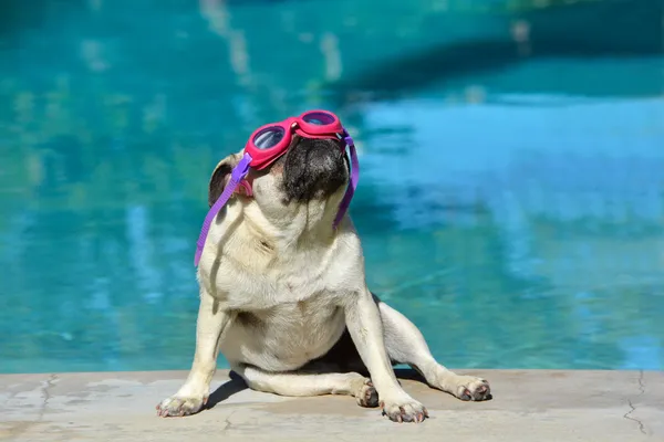 Summer dog — Stock Photo, Image