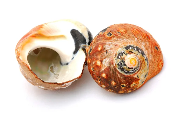 Seashells on white — Stock Photo, Image