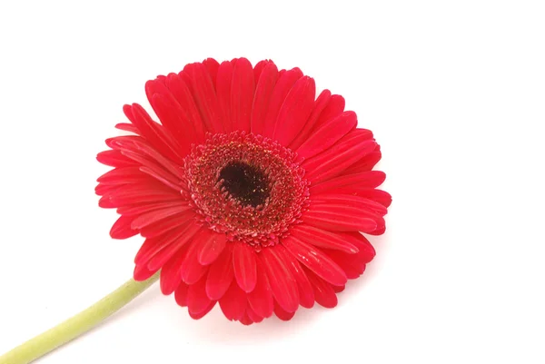 Red Gerber daisy on white — Stock Photo, Image