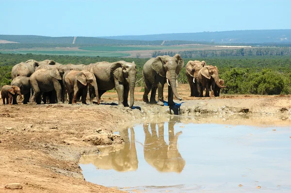 Elefantes africanos no buraco da água — Fotografia de Stock
