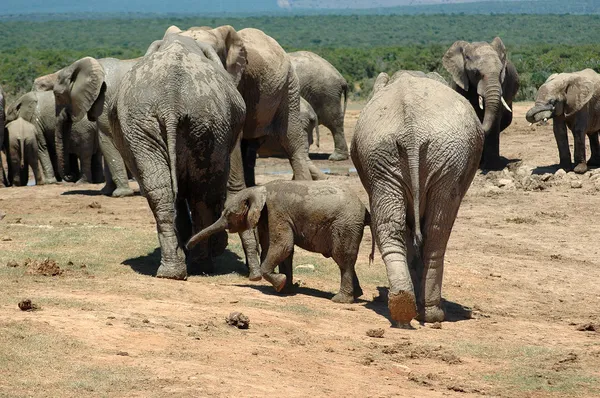 Elefanti africani — Foto Stock