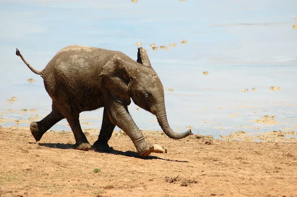 African elephant calf running — Stock Photo, Image