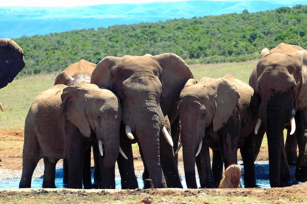 Éléphants d'Afrique au trou d'eau — Photo