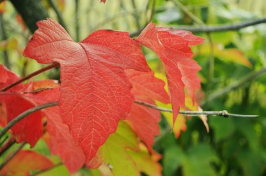 Kırmızı yaprak kartopu.