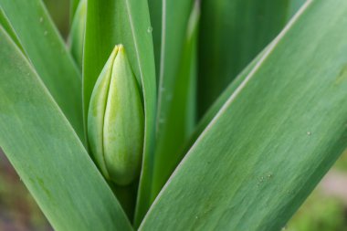 daha önce çiçeklenme Lale.