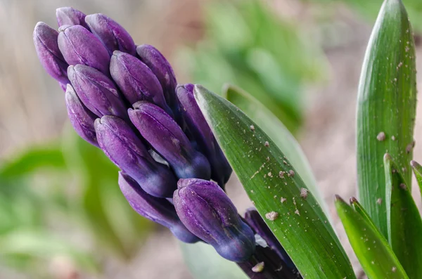 Hyacint blomma — Stockfoto