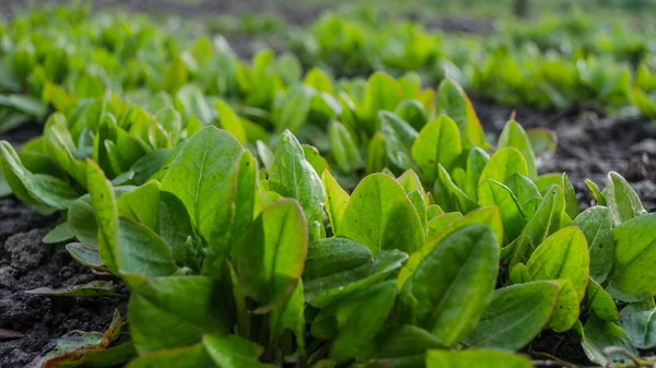 Garden bed sorrel. Stock Picture