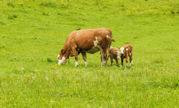 Vaca com vitelos — Fotografia de Stock