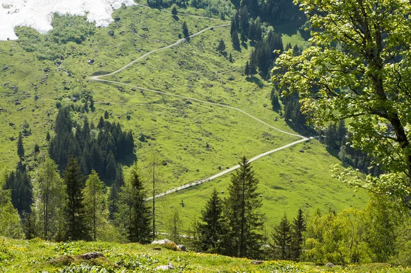 Mucche sulla strada di montagna — Foto Stock