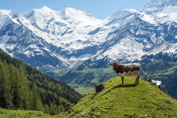 Jonge stier in de Alpen — Stockfoto