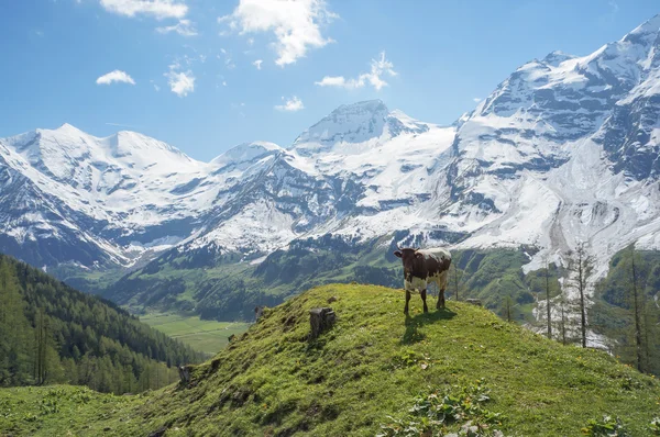 Mladý býk v Alpách — Stock fotografie