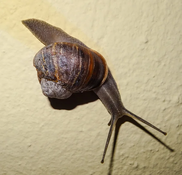 Snail on the wall at night — Stock Photo, Image