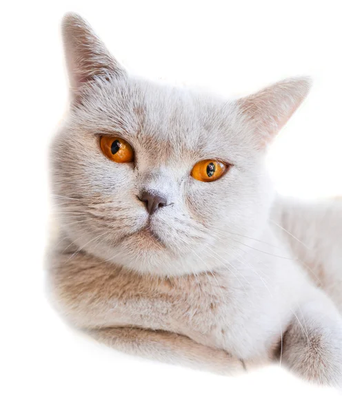 Gato de raza completa con ojos anaranjados — Foto de Stock