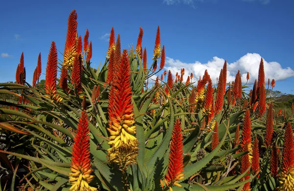 Aloe v zahradě Royalty Free Stock Fotografie