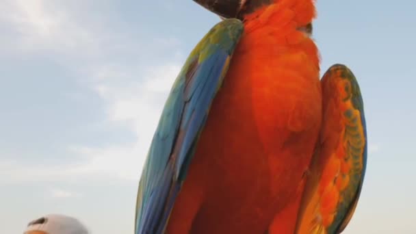 Close Papoušek Macaw Stock Video Záběry — Stock video