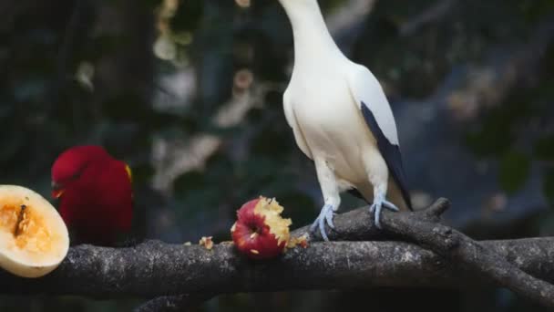 鳥が果物を食べるビデオ映像 — ストック動画