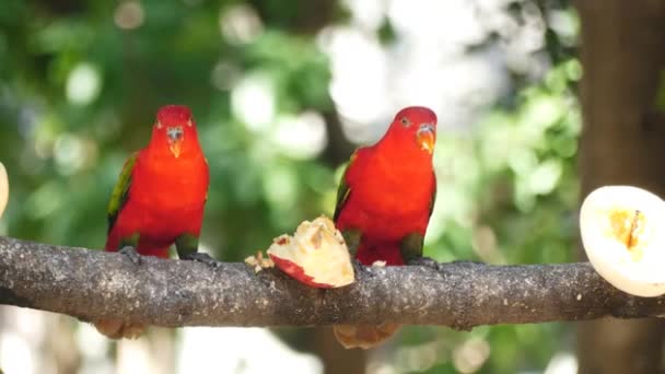 Casal Papagaios Comendo Frutas Uma Árvore — Vídeo de Stock