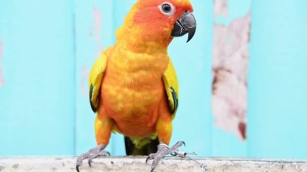 Piękne Słońce Conure Papuga — Wideo stockowe