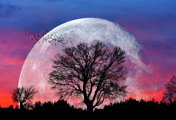 Árbol Solitario Con Luna Más Grande También Llamado Elementos Superluna —  Fotos de Stock