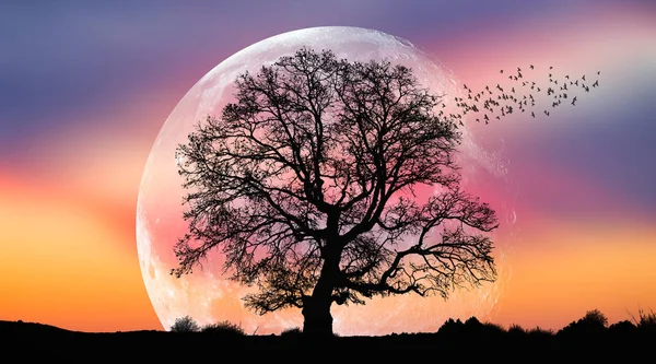 Silhuett Fåglar Med Ensam Träd Bakgrunden Stor Måne Elementen Denna — Stockfoto