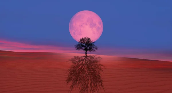 Самотній Мертве Дерево Місячним Затемненням Піщана Дюна Передньому Плані Елементи — стокове фото