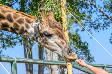 Doğal koruma parkında insan eliyle Zürafa 'ya muz yedirme görüntüsü. Zürafa, yaşayan en uzun kara hayvanı Afrika savanasının uzun boyunlu bir gevezesidir..
