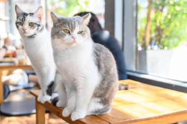 Cat Cafe 'deki ahşap masadaki sevimli kediler. Cat Cafe kedileri izleyip oynayabilecekleri bir temalı kafe..