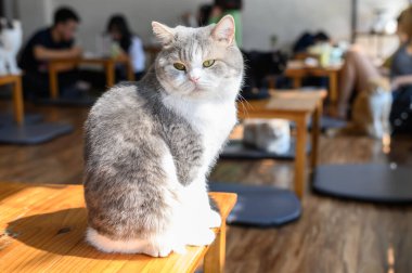Cat Cafe 'de tahta masada sevimli bir kedi. Cat Cafe kedileri izleyip oynayabilecekleri bir temalı kafe..