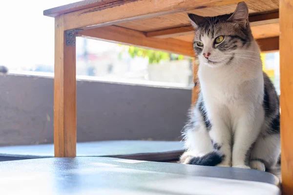 一只可爱的猫躲在猫咖啡馆的木桌下 猫咖啡馆是一个主题咖啡馆 其吸引人的地方是可以观赏和玩耍的猫 — 图库照片