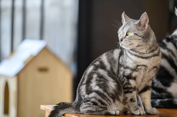 年轻的美国短毛猫站在木制桌子上的画像 注意这只猫的脸 — 图库照片