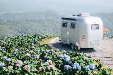 Tayland 'ın Chiang Rai bölgesindeki ünlü bir dağ köyü olan' Doi Channg 'deki Hydrangea bahçesinde bir karavan konvoyu..