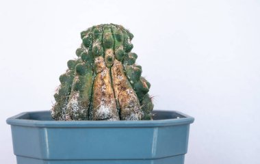 Gymnocalycium baldianum kaktüsü bu bitkinin bitki özünü emen böceklerle sorun yaşıyor. Onları diğer evlere yaymak kolaydır, bu yüzden bitkilerinizi dikkatlice kontrol edin ve öldürün..
