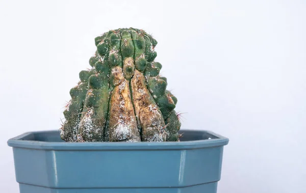 Gymnocalycium baldianum kaktüsü bu bitkinin bitki özünü emen böceklerle sorun yaşıyor. Onları diğer evlere yaymak kolaydır, bu yüzden bitkilerinizi dikkatlice kontrol edin ve öldürün..