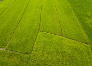Tayland 'ın Chiang Rai bölgesindeki çeltik tarlalarının yağmur mevsiminde hava manzarası. Tayland 'da güçlü bir pirinç üretimi geleneği vardır. Dünyadaki en büyük beşinci pirinç tarlasına sahip.