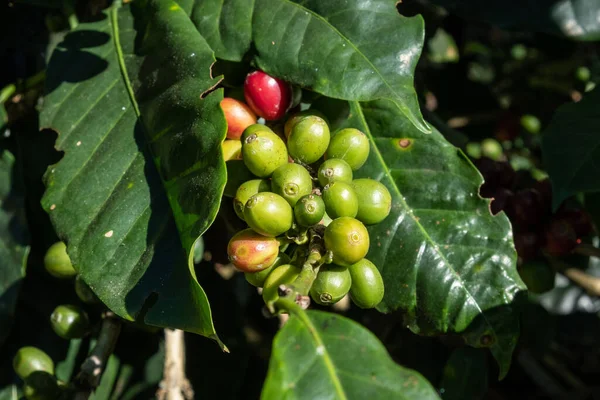 Kaffebär Kaffeträdets Gren Kaffeplantage Lantbruksgård Coffeaträd Ett Släkte Blommande Växter — Stockfoto